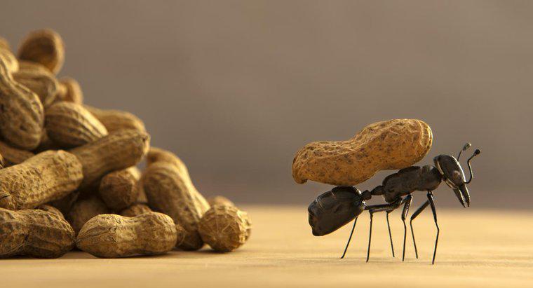 Qual é a melhor maneira de se livrar das formigas?