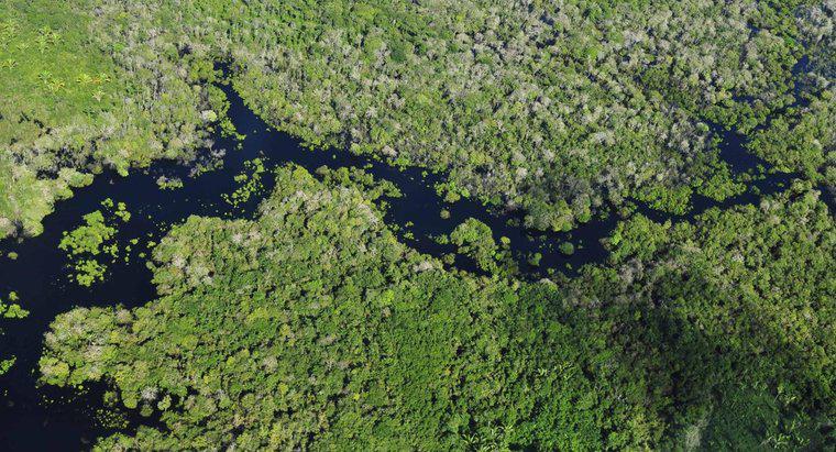 Quais são os países que contêm a floresta amazônica?