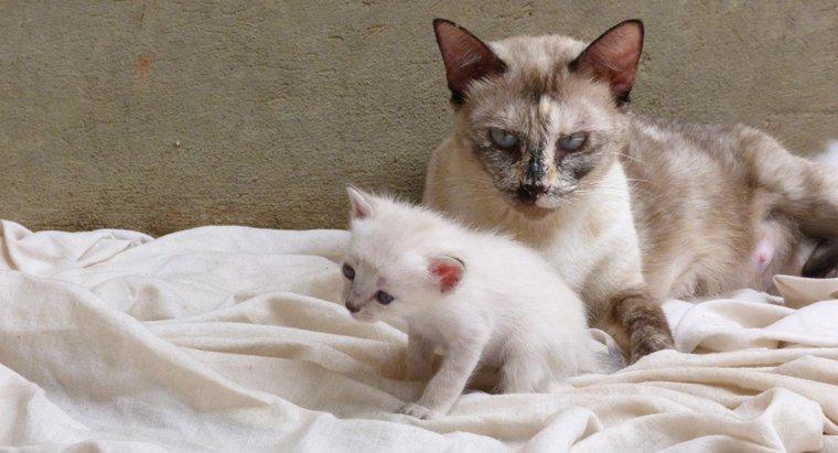 Quando os gatinhos estão prontos para deixar a mãe?