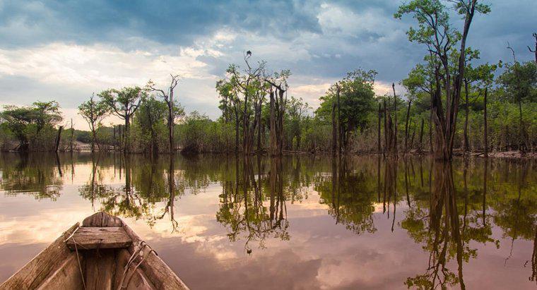 Por que devemos salvar a floresta amazônica?