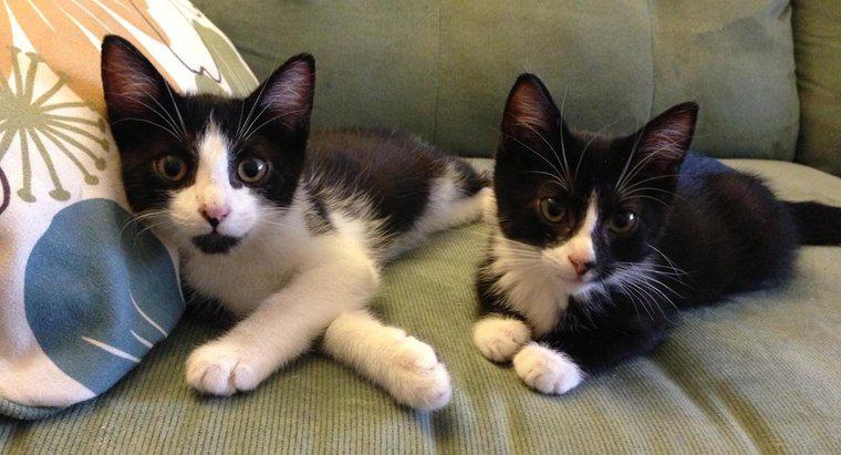 Quais são os nomes de alguns gatos gêmeos?