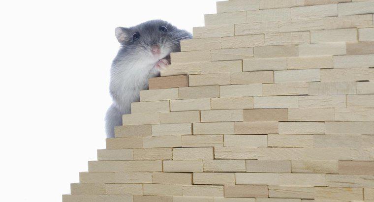 Os ratos podem subir escadas?