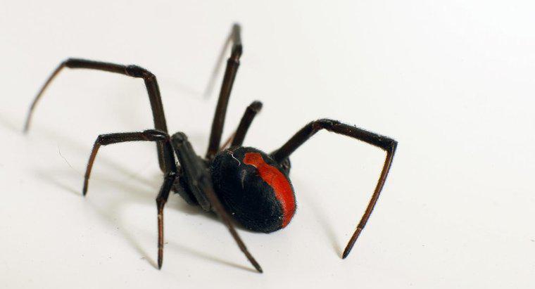 Quais são alguns fatos sobre a aranha viúva negra?