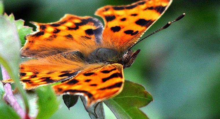 Qual é o nome científico de uma borboleta?