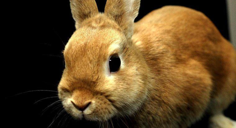 Qual é o tamanho dos coelhos anões?