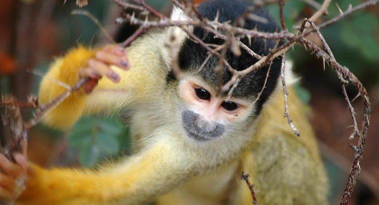 Como um macaco-esquilo se protege?
