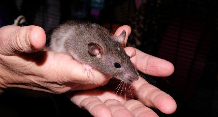 Como são chamados os ratos bebês?