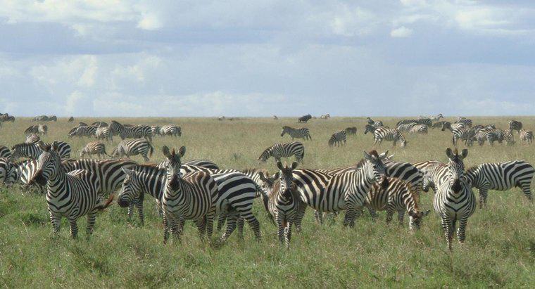 Quão rápido as zebras podem funcionar?