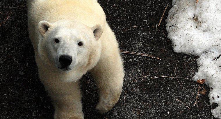 Como os ursos polares se protegem?