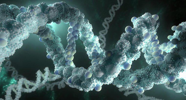 O que o DNA representa?