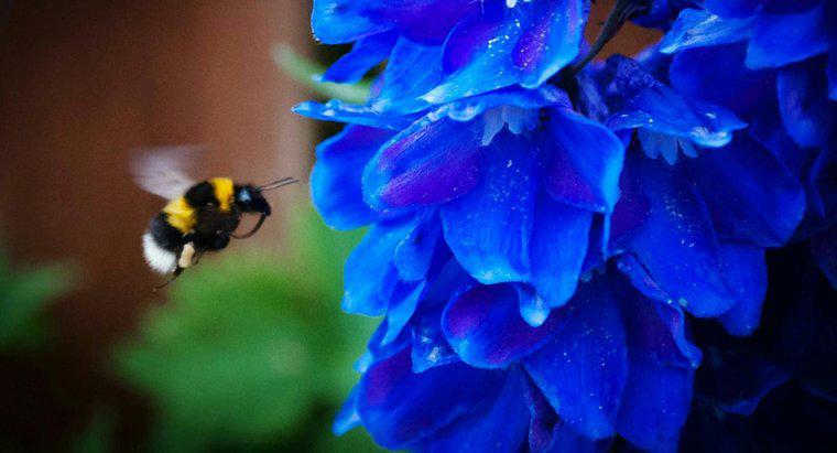 Como você se livra das abelhas em seu quintal?