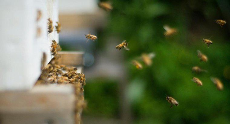 Como você se livra das abelhas que estão aninhando no chão?