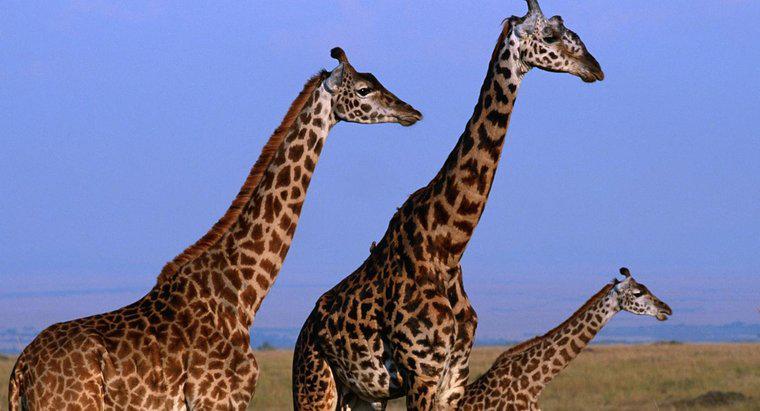 Quão alto pode uma girafa crescer?