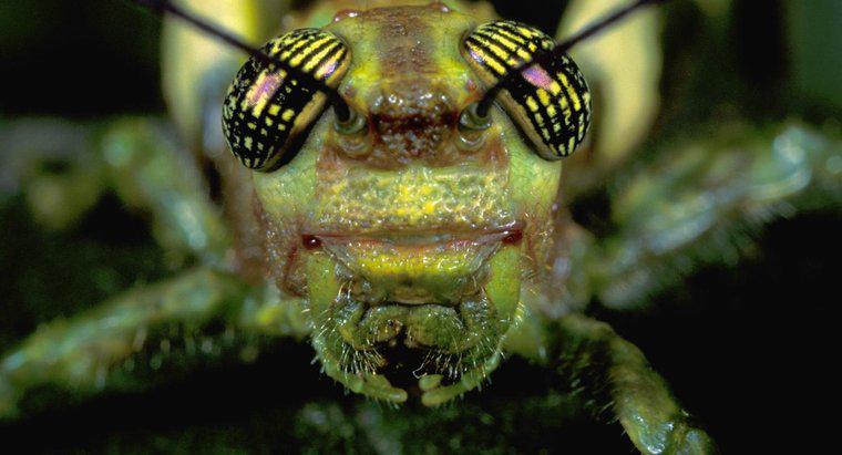 O que são Grasshopper Palps?