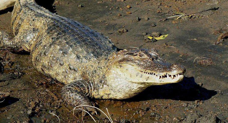 Quanto pesa um crocodilo?