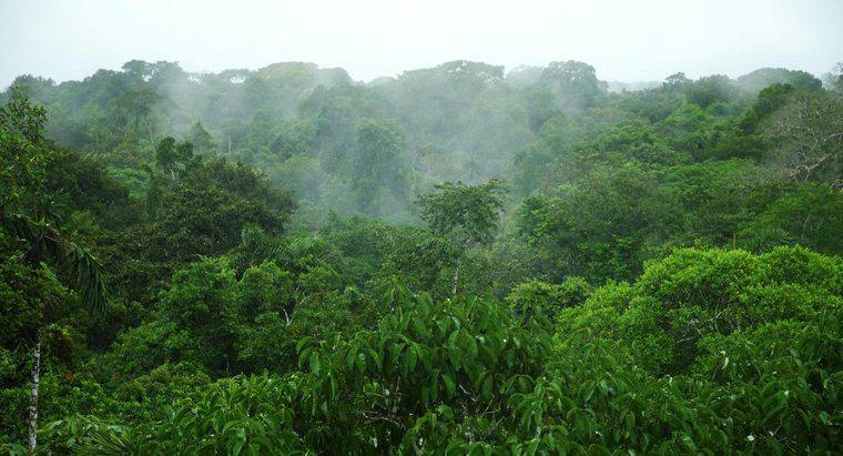 Qual é a precipitação média na floresta amazônica?