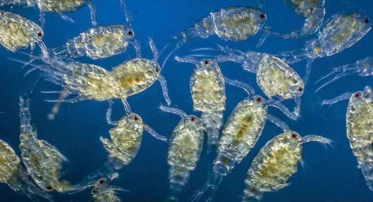 Quais são as funções do plâncton no ecossistema?
