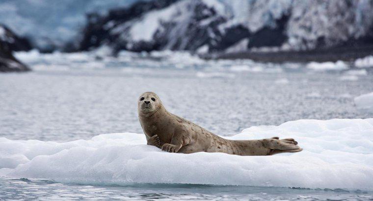 Como as focas se protegem?