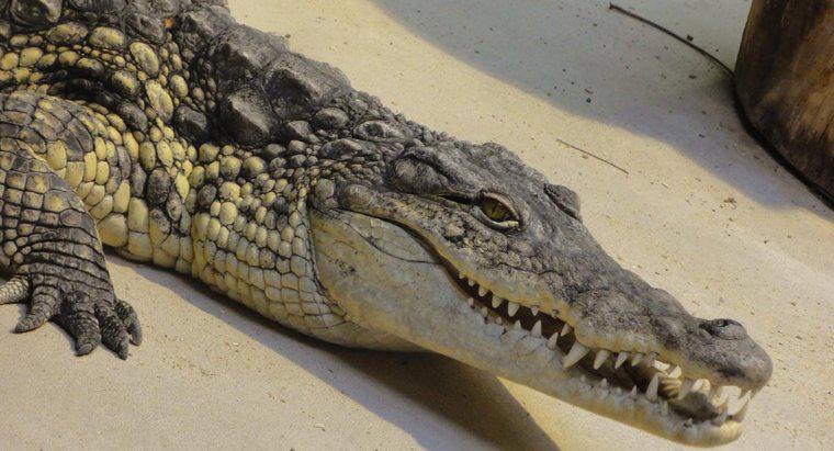 Quantos dentes um crocodilo tem?