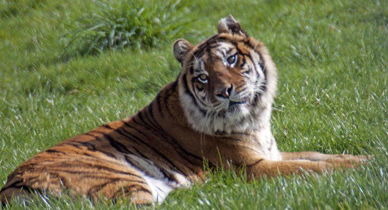 De onde o tigre de bengala obteve seu nome?
