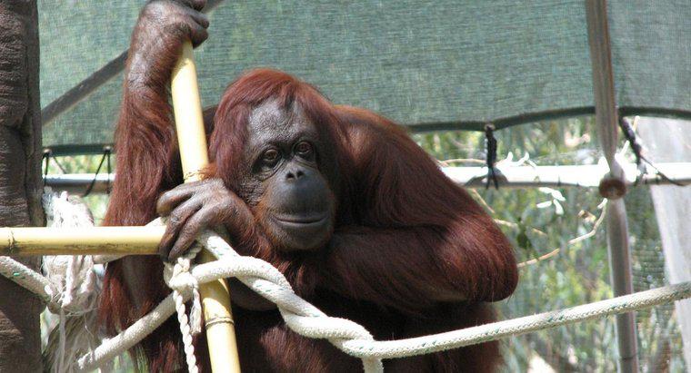 Quanto tempo vivem os orangotangos?