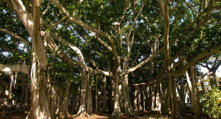 Onde as árvores de banyan crescem?