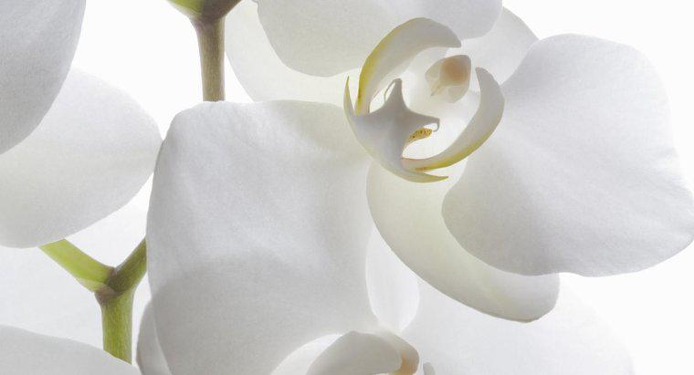 De onde vêm as orquídeas?