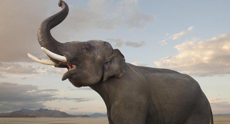Como os elefantes mostram emoção?