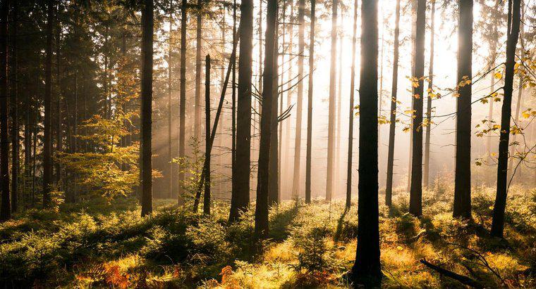Qual é a diferença entre uma floresta e uma floresta?