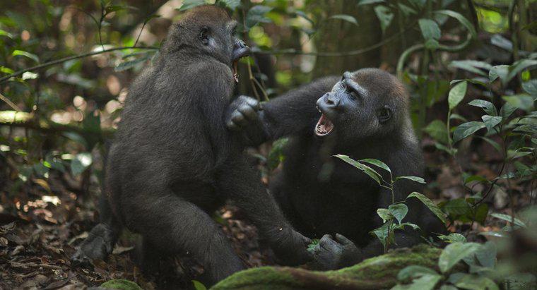 Como os gorilas atacam?