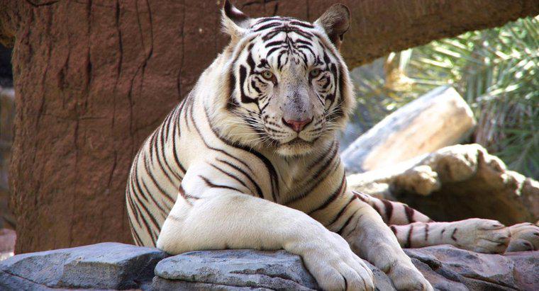 Por que os tigres brancos estão em perigo?