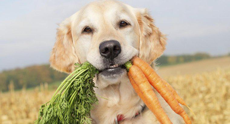 Os cães podem comer cenouras cruas?