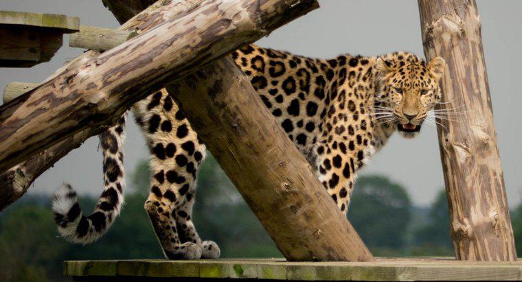 Por que os leopardos de Amur estão em perigo?