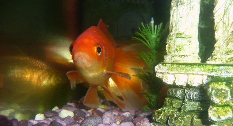 Por que meu peixe dourado está se escondendo?