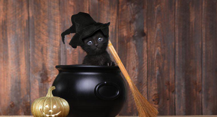 Por que os gatos pretos são um símbolo do Halloween?