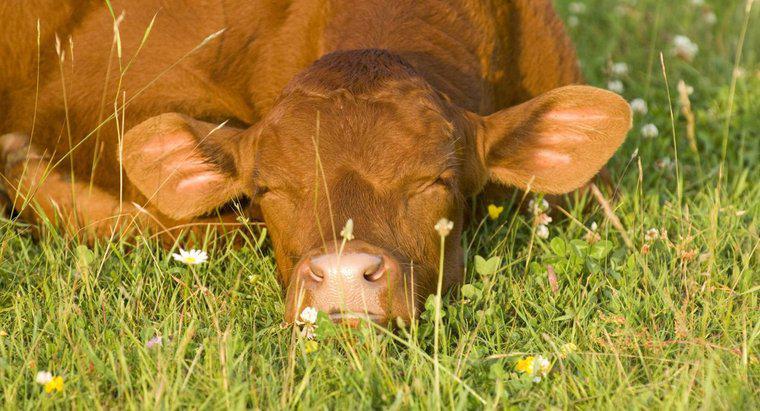 Quantas horas por dia as vacas dormem?