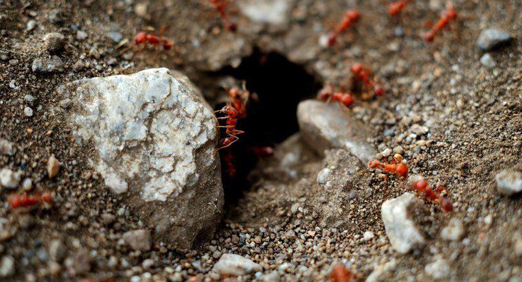 Como faço para me livrar das formigas vermelhas no meu jardim?