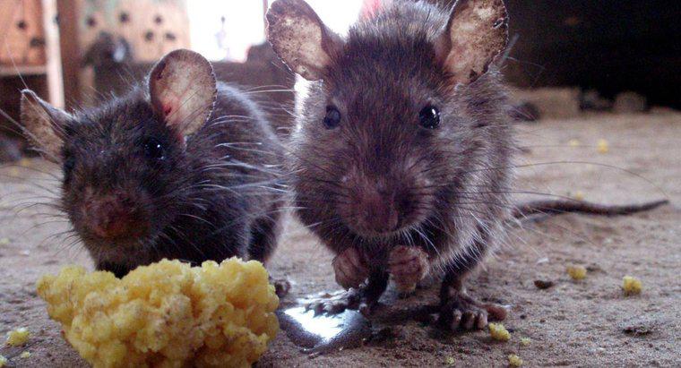 O que é um repelente natural para ratos?