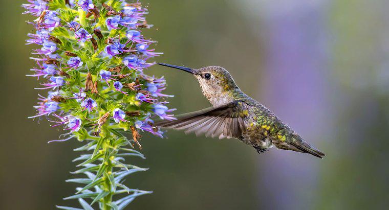 Quão rápido os colibris voam?