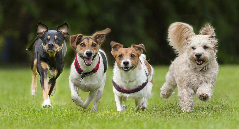Qual é o cachorro mais rápido do mundo?