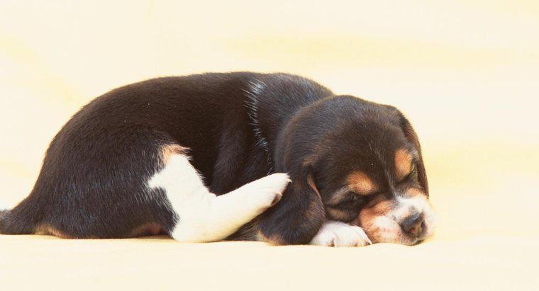 O que você pode usar para pulgas em cachorros com apenas cinco semanas de idade?