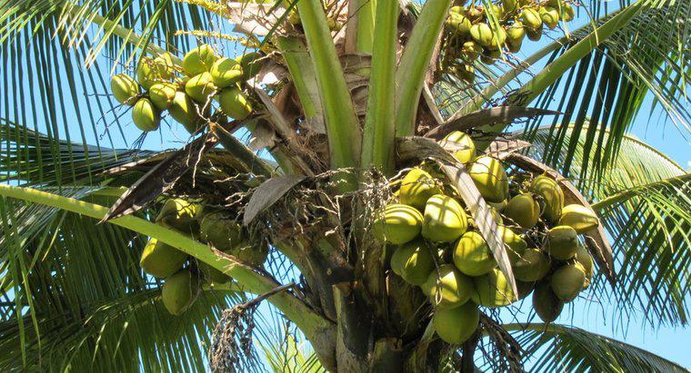 Quais são os diferentes tipos de cocos?