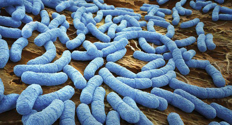 Como as bactérias respiram?
