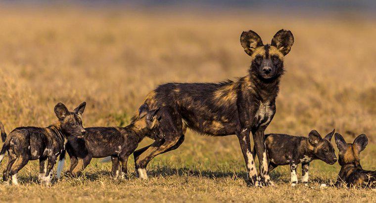 O que comem os cães selvagens africanos?
