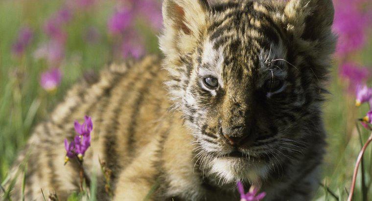 Qual é o tamanho de um bebê tigre siberiano?
