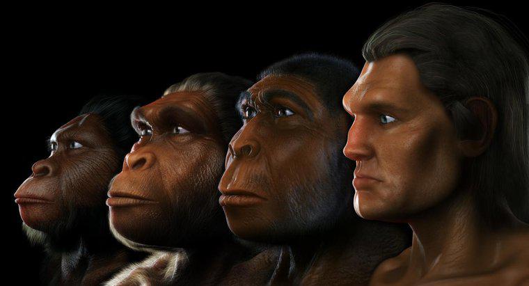Onde o Australopithecus viveu?
