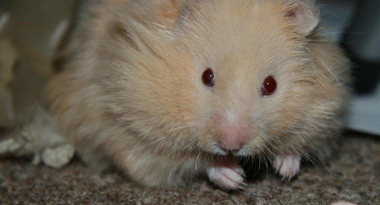 Qual o tamanho dos hamsters ursos de pelúcia?