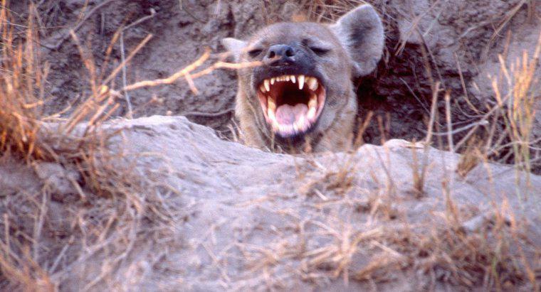 Por que as hienas riem?