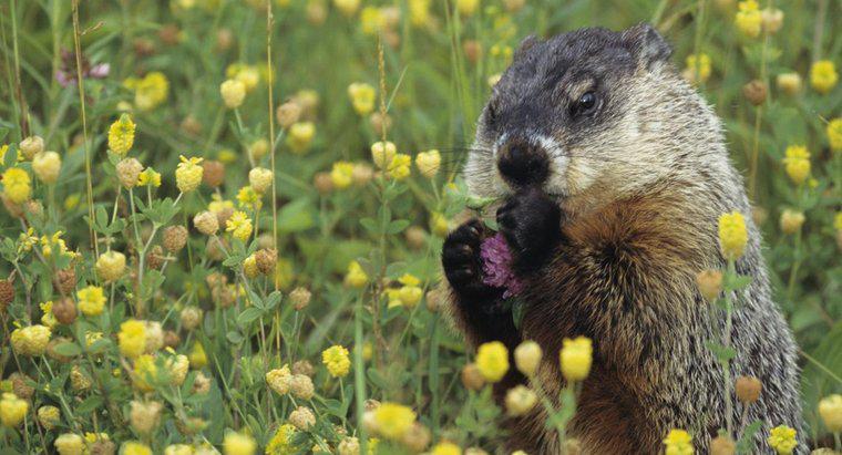 O que as marmotas gostam de comer?