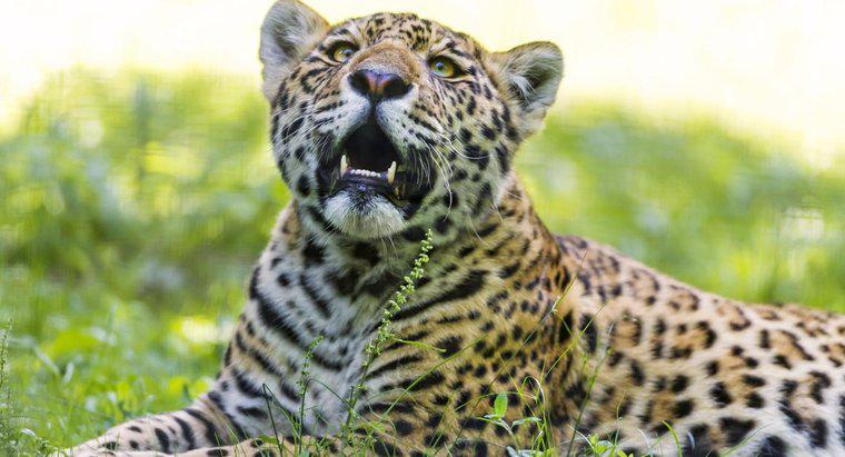 Por que o Jaguar está em perigo?